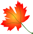 autum leaf